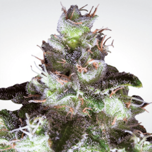 Paradise Seeds Original White Widow | Feminisiert | 5 Samen