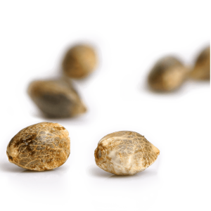 Paradise Seeds Rainbow Road | Feminisiert | 10 Samen