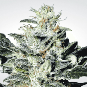 Paradise Seeds Sensi Star | Feminisiert | 5 Samen