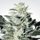 Paradise Seeds Sensi Star | Feminisiert | 5 Samen
