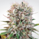 Paradise Seeds Wappa | Feminisiert | 5 Samen