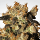 Paradise Seeds White Berry | Feminisiert | 10 Samen