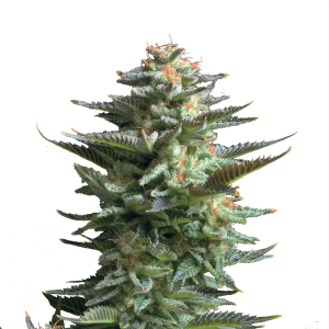 Royal Queen Amnesia Haze | Feminisiert | 3 Samen