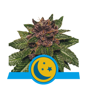 Royal Queen Purplematic CBD | Automatik | 3 Samen