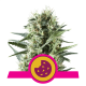 Royal Queen Royal Cookies | Feminisiert | 5 Samen