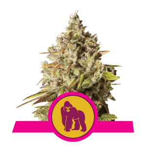Royal Queen Royal Gorilla | Feminisiert | 5 Samen