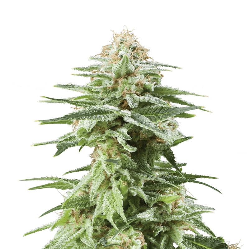 Royal Queen White Widow | Feminisiert | 3 Samen