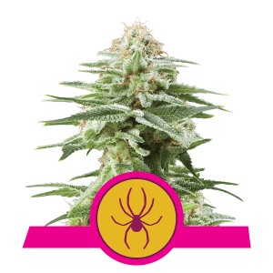 Royal Queen White Widow | Feminisiert | 5 Samen
