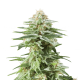 Royal Queen White Widow | Feminisiert | 5 Samen